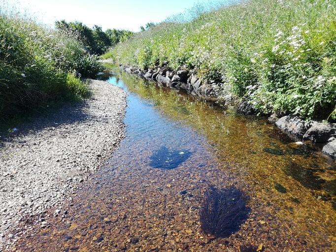 Videre oppover elven (langs og mellom stasjon 3 og 4) er det stedvis fortsatt ganske dypt, men på grunn av mindre sedimentasjon består bunnsubstratet i større grad av sand og stein.