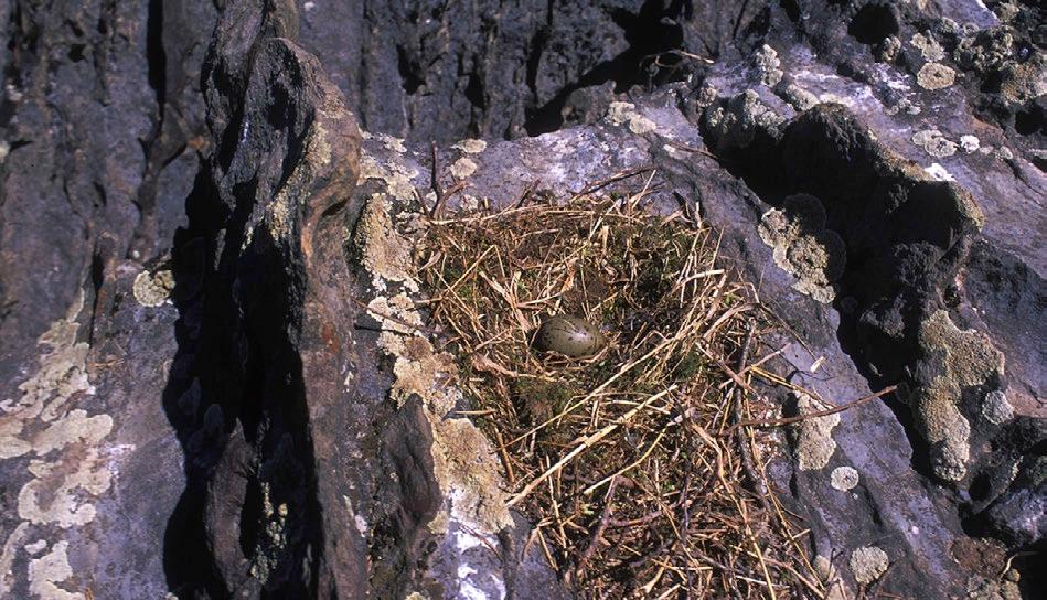 Reir av fiskemåke på Store Prestegårdsøya i Holsfjorden, Lier kommune den 29. mai 2009.