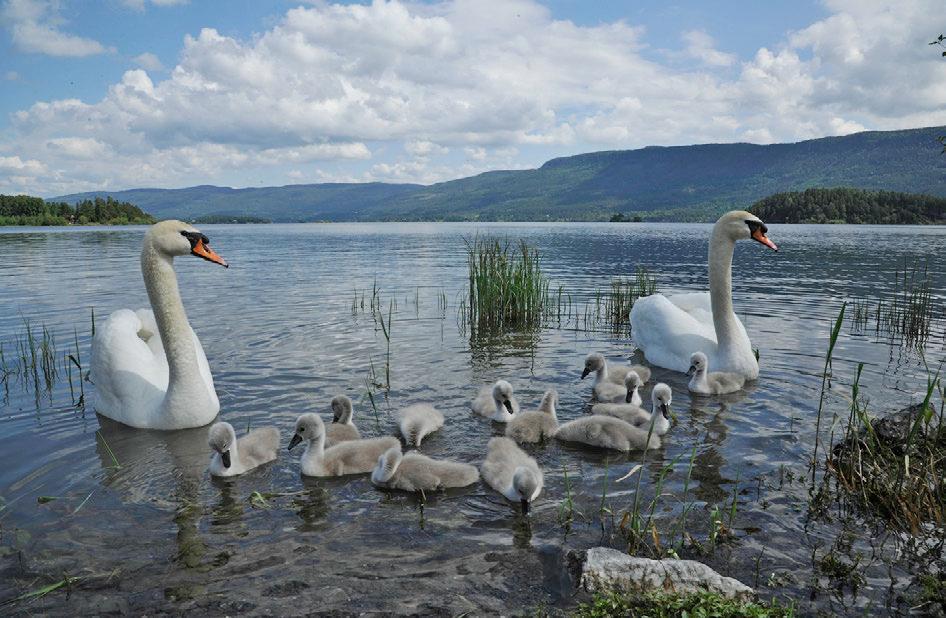 Knoppsvaneparet i Vikbukta i Steinsfjorden med sine 13 unger den 6. juni 2014. Reiret lå i Kråkvika rett nord for Statoil- stasjonen på Vik, og klekkingen fant sted under første overvåkingstur den 23.