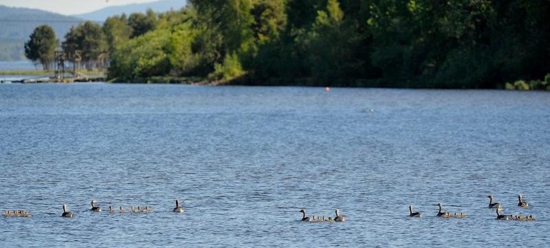 Foto: Kendt Myrmo. Grågås Norsk rødliste 2010: Livskraftig (LC) Grågås hekker ved Vikersund i den sørvestre delen av Tyrifjorden, og dette bildet tatt 4.