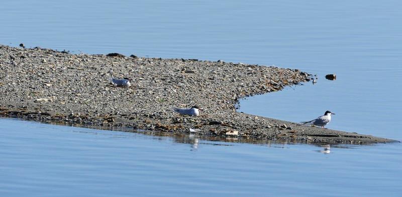 I 2010 hekket 5 par på Østbråtaskjæret og 8 par på Nordre Lomøyskjæret. Igjen ble det mislykket hekking i Steinsfjorden. Også på Væleren var det en dårlig hekkesesong.