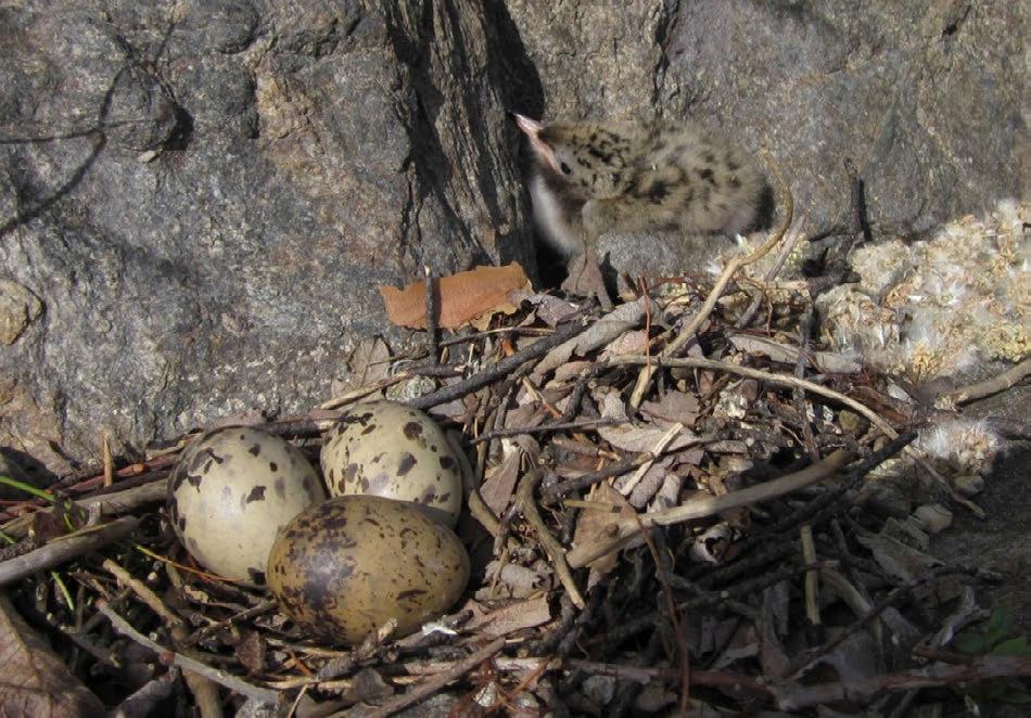 Ei hvitkinngås ble sett på Maurøya i slutten av mai 2010, uten hekkeindikasjoner. Dette er en art vi har ventet lenge på som hekkefugl i området, men fortsatt lar hekking vente på seg.