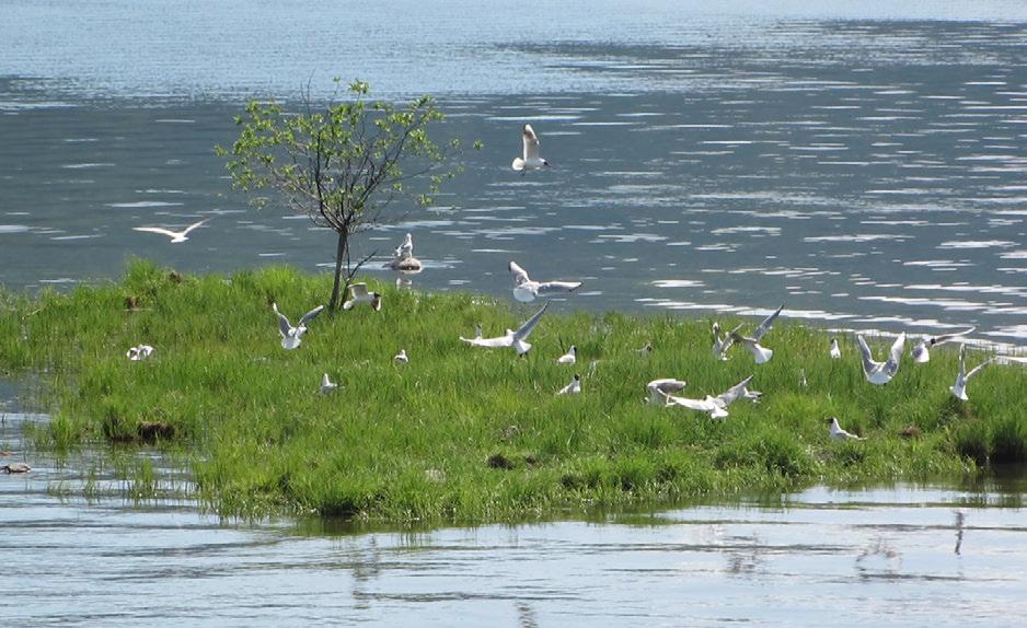 Flommen i slutten av mai og utover i juni setter hvert år mange vannfuglreir under vann i Tyrifjorden og Steinsfjorden.
