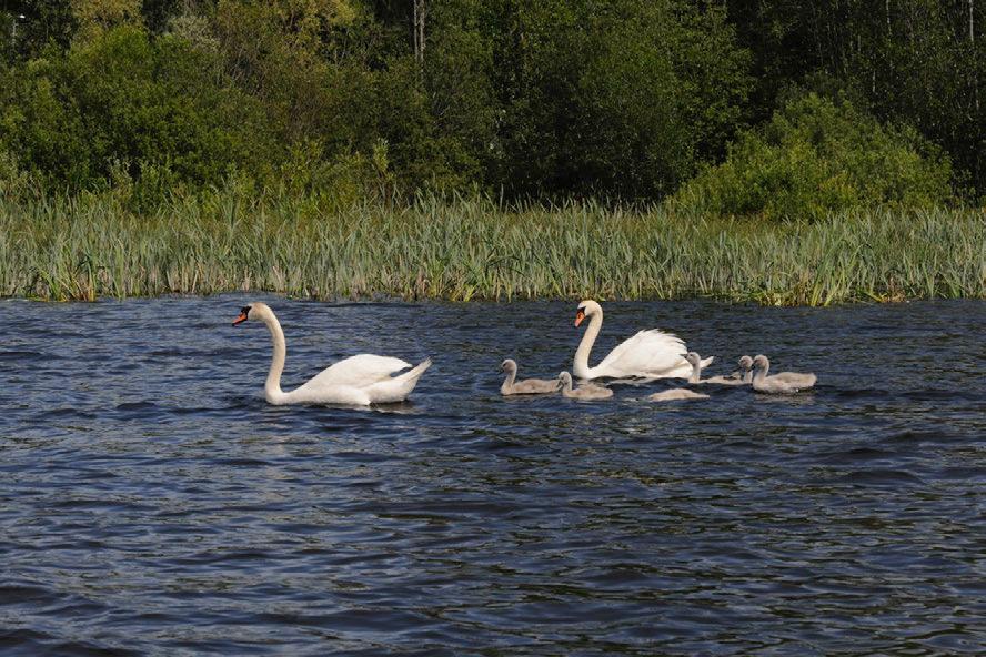 Knoppsvanepar med unger i Sundvollbukta i Hole kommune den 8. juli 2011.