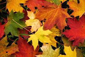 Høsten nærmer seg, bladene faller av og fargene rundt oss endre seg. Hvorfor blir bladene gule-oransje og brune? Dette skal vi snakke om undre oss over og finne svar på sammen.
