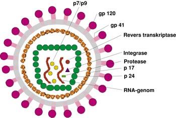 Figur 1 HIV-1-virionets oppbygning. Virusets genom bestående av to RNA-kjeder er innesluttet i en kjerne begrenset av en kappe bestående av proteinet p24.