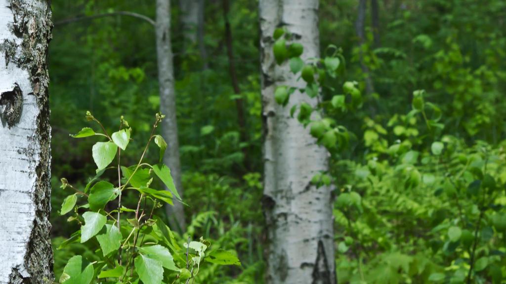 «FØR» Vårt bidrag til det