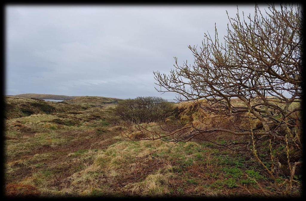 Langholmen sør 10. mai Grågås 16 ind. Observasjon i hekketid, passende biotop Tjeld 1 ind. Observasjon i hekketid, passende biotop Fiskemåke 6 ad.