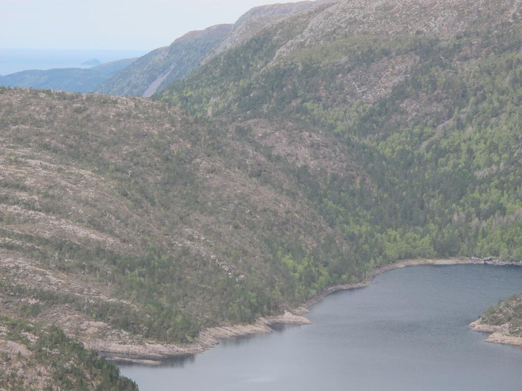 av furu nord for Høgefjellet.