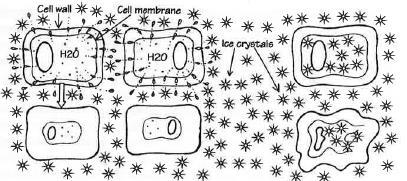 Stoffer som hindrer slike kjerner Is bare på bestemte steder i planta Underkjølt vann Kraftig underkjøling Dannelse av islinser Barrierer for isdannelse