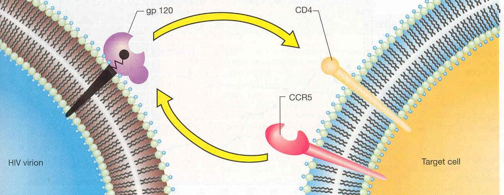 HIV- reseptorbinding Makrofager (CD4+/CCR5+) Dendrittiske celler (CD4+/CCR5+) T-hjelperceller (CD4+/CXCR4+) HIV: infiserer først makrofager/dendrittiske celler: 1) MΦ / DC (APC: