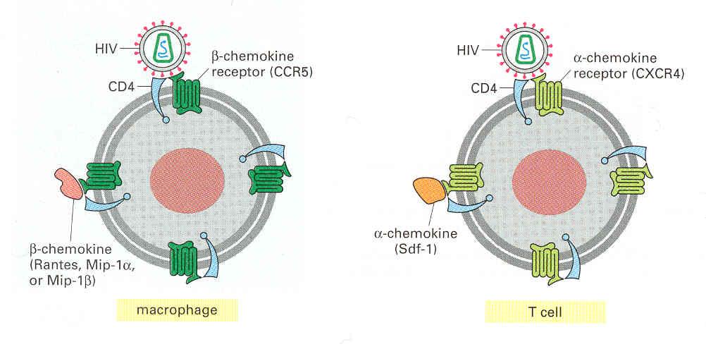 HIV reseptorer og ko-reseptorer Alle HIV-stammer krever CD4 som primær reseptor Tidlig i infeksjon benytter de fleste virusene CCR5 som en ko-reseptor dette tillater at de kan infisere makrofager