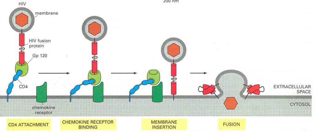 HIV entry