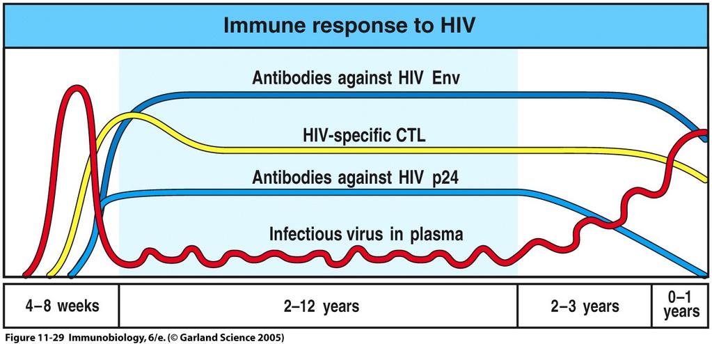 HIV og immunrespons Infeksiøse virus er tilstede i relativt lave nivåer i perifert blod i løpet av en forlenget, asymptomatisk fase, der virus replikerer persistent i lymfoid vev I løpet av