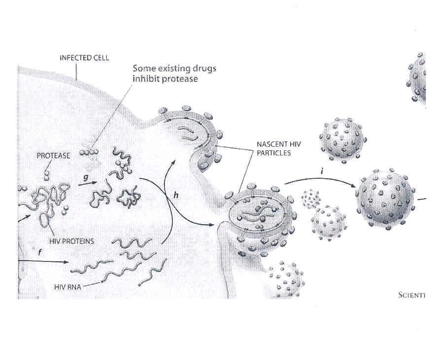 Protease