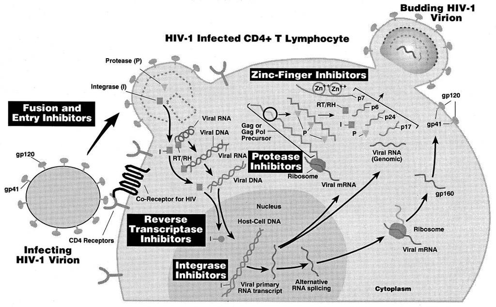 HIV hemmere