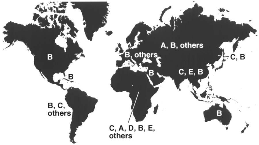 Global fordeling av HIV subtyper Tre genetiske hovedgrupper: M (major = viktigst): subtype A-J N (new) = sjelden O (outlier) = sjelden Subtype B dominerer i USA og Vest-Europa