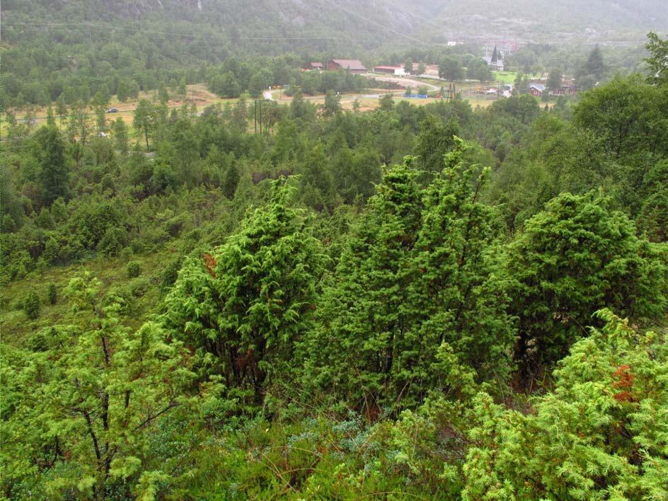 deponiområder i Lysebotn,