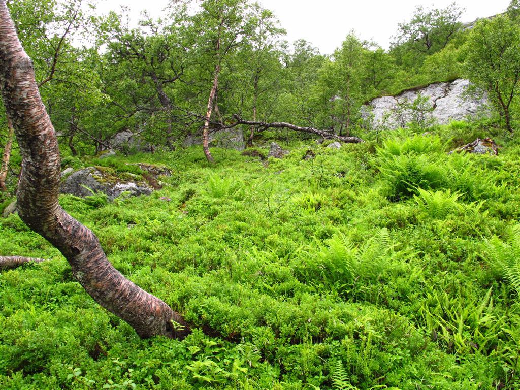 Figur 9. Åpent parti i den relativt gamle bjørkeskogen. Feltsjiktet er forholdsvis frodig med store bregner og urter.
