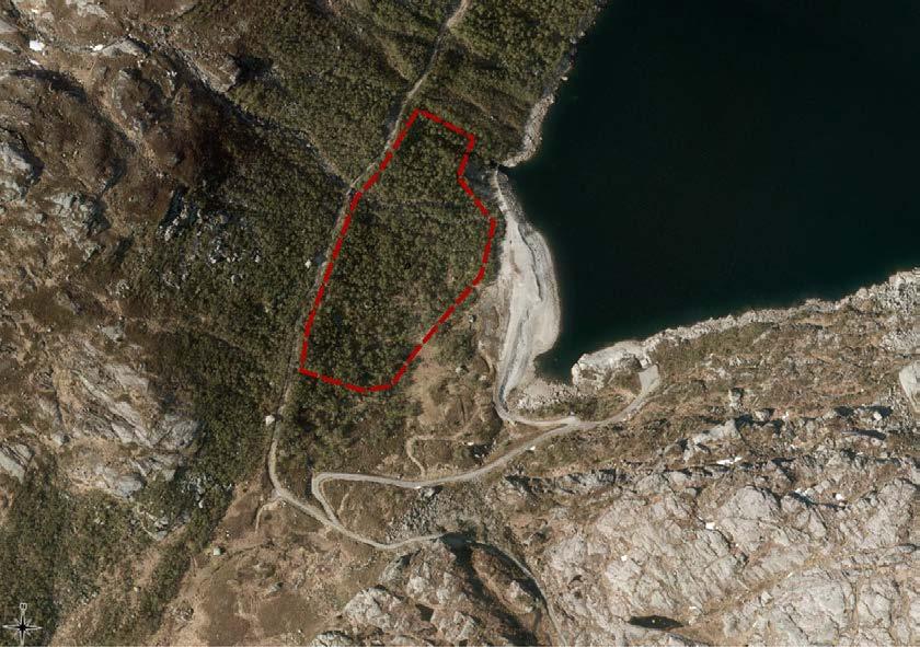 Figur 3. Bildeutsnittet viser plasseringen av eldre bjørkeskog ved Strandvatnet som det bør tas hensyn til (stiplet rødt omriss).