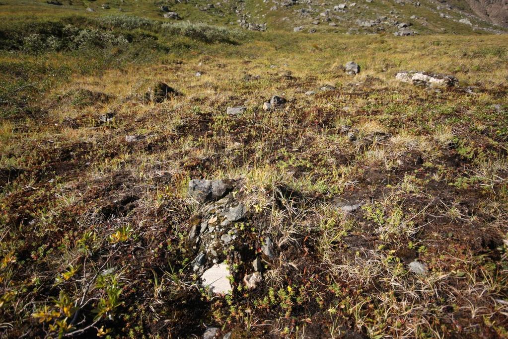 Figur 8. Fuktig snøleie/fuktsig i det hellende terrenget ned mot Tiurelva hvor det blant annet vokser svartstarr, gulsildre rødsildre, musøre, fjellfrøstjerne og rynkevier. Foto: Ingve Birkeland. 6.4.
