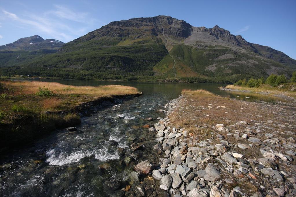 Figur 10. Utløpsosen av Tiurelva i Sørfjorden. Området er tidevannspåvirket og består av områder med taresaltgras og smårørkvein.