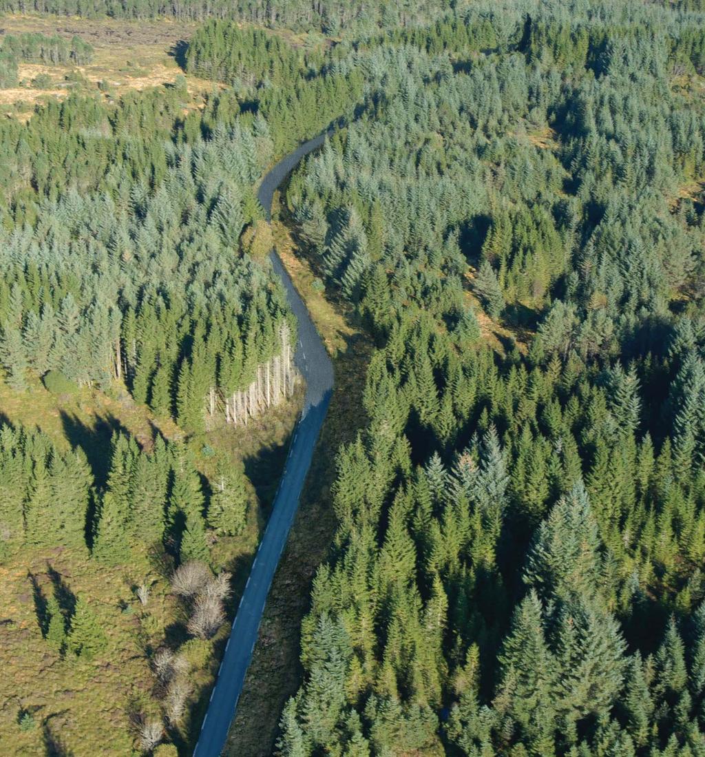 Fylkesveg gjennom tett granskog k o n