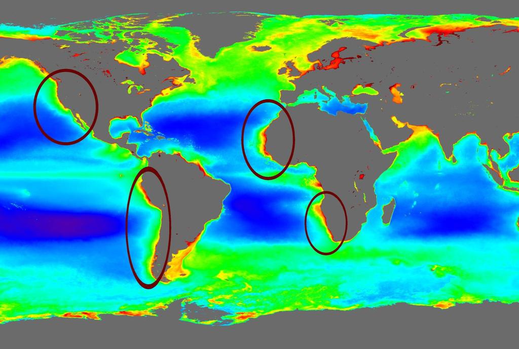 HAVETS MATKAMMER: De fantastiske vest-kystene < 2 % av havene Kanaristrømmen Californiastrømmen > 20%