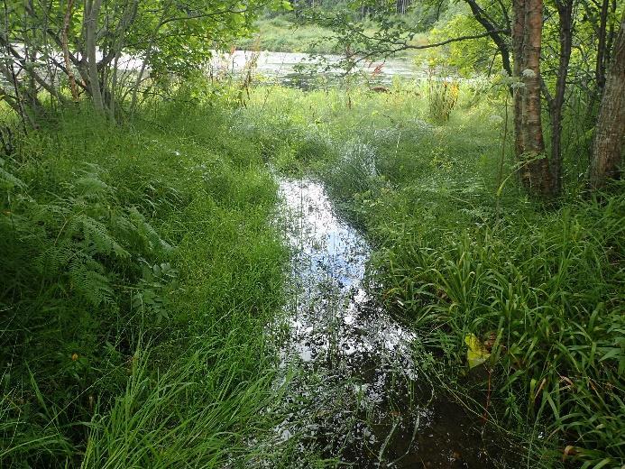 2) Nedre del av innløpet har jord- og mudderbunn og er delvis gjengrodd. 3) Betongterskel i utløpet av Litlevatnet.