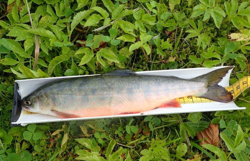 RESULTAT GARNFISKE Under garnfisket ble det fanget en to år gammel kjønnsmoden hannrøye på 24,8 cm og 154 gram (figur 3).