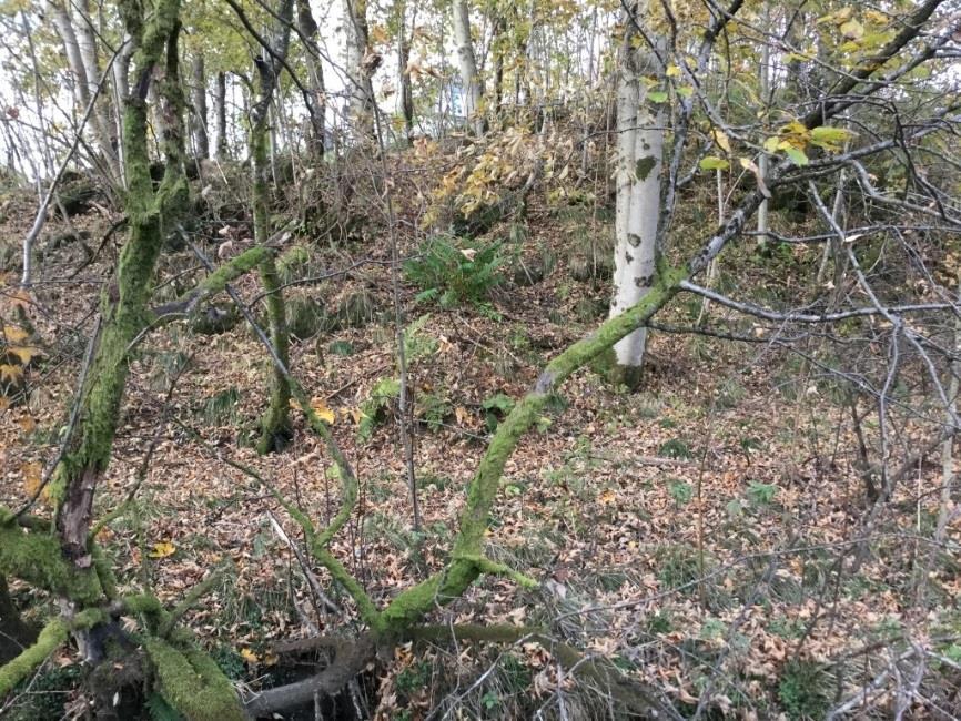 På denne eldre åkerflaten vokser det i dag en del eldre trær, men en kan fremdeles se åkerflaten under trærne.