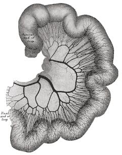 Aminosyrer Glukose