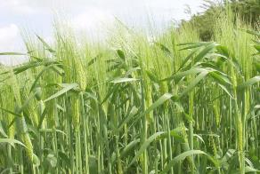 KORNPRODUKSJON Muligheter Lengre vekstsesong- økt areal/dyrkingsområde Økt areal- bedre muligheter for vekstskifte, økt robusthet i kornproduksjon Dyrking av seinere kornsorter økt avlingspotensiale,