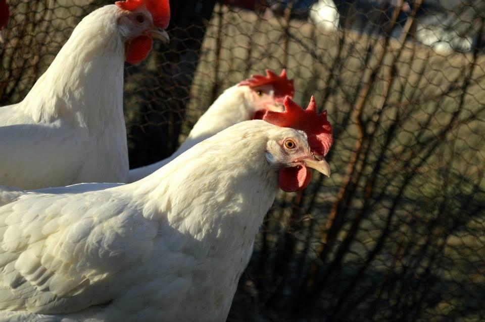 Bilde 7: Økologisk høns på