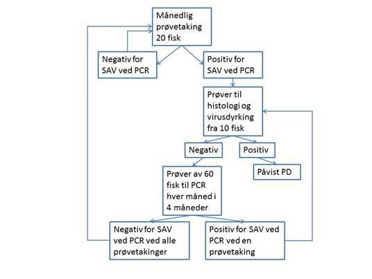 2.7 Overgangsordning for unntak og bruk av åpen slaktemerd 8 Gjeldende forskrift 8 fjerde ledd setter forbud mot å sette fisk i åpen slaktemerd når det er mistanke om eller påvist PD.