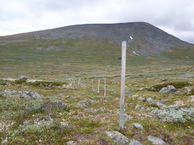 Bilde 8: Rester av det gamle elektriske gjerdet mellom Søndre Knutshø og Heimtjønnshøa i Dovrefjell-Sunndalsfjella nasjonalpark. Bilde 9: Stolper, gammel ståltråd mm.