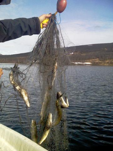 tilgjengelig. Metallnivåene kan imidlertid ha effekter på fiskens næringsgrunnlag, men slike forhold er ikke undersøkt i denne undersøkelsen. Figur 13. Prøvefiske i Hjerkinndammen 13.5.2009. Foto: T.
