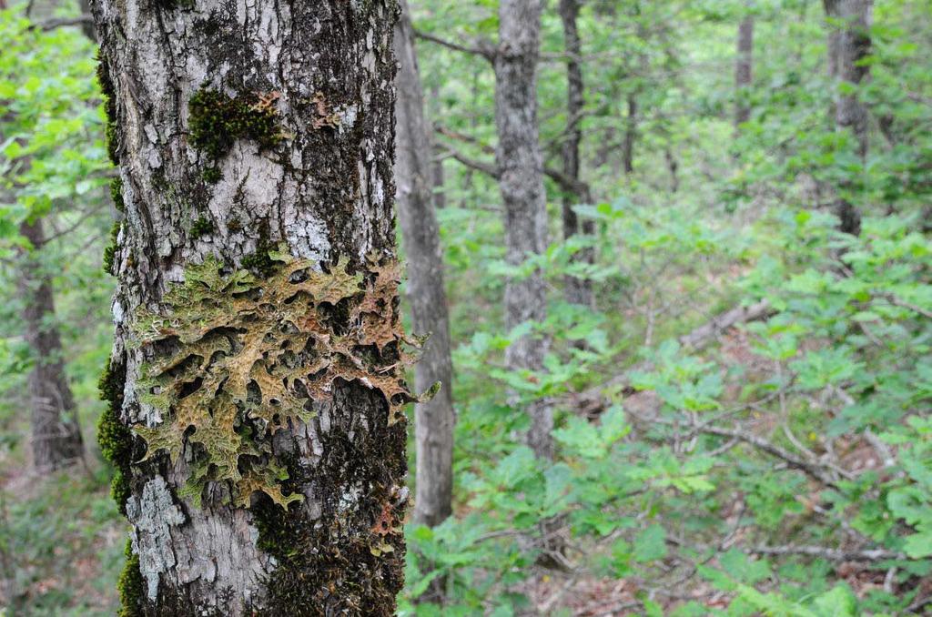 Forord På oppdrag fra tre grunneiere rundt Østre Grimevann i Lillesand kommune har BioFokus sommeren 2011 registrert verdifulle nøkkelbiotoper på i overkant av 7000 daa skogareal.