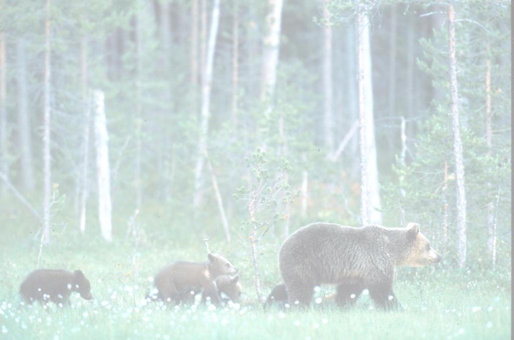 Representantforslag 163 S (2010-2011) - Om myndighetsforholdet Bestandsmålet på bjørn er 13 årlige ynglinger.