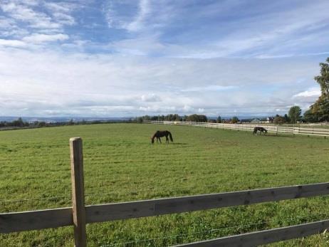 Det har bestandig vært hest på Vevla, og travet har vært i fokus siden gården ble drevet av Kristines bestefar Jon Ilseng.
