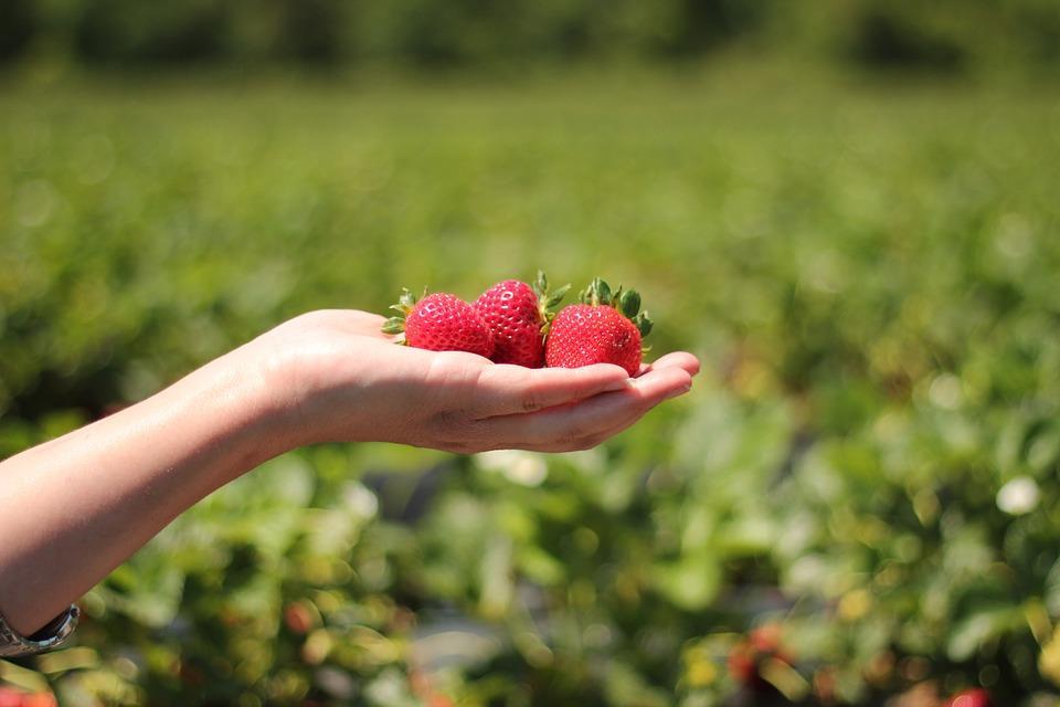 Oppgave 6 (6 poeng) Fritz dyrker jordbær. Han har en rektangelformet jordbæråker som er 60 m lang og 40 m bred. a) Hva er arealet av jordbæråkeren? Jordbruksareal måles ofte i dekar.
