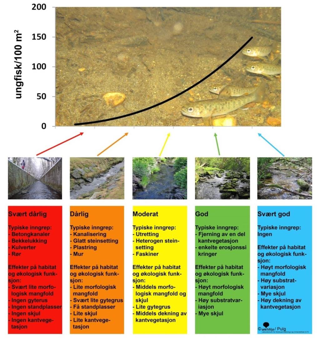 Elvas fysiske habitforhold Fig. 1 Typiske fysiske habitatforhold med tilhørende inngrep: Elver med gytegrus, rullestein, vegetasjon og mye skjul har mest ungfisk av ørret.