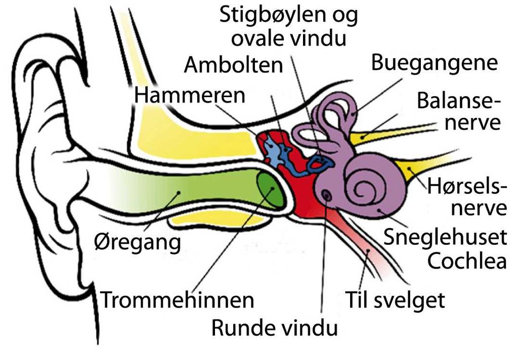 Figur 2.14: Anatomiske strukturer i menneskeøret. Skissen er laget med utgangspunkt i en figur fra Wikipedia under oppslagsordet Ear. (en.wikipedia.org/wiki/file:anatomy og the Human Ear.