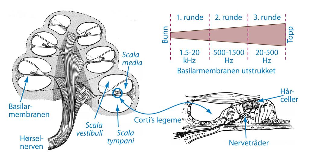 Figur 2.15: Sneglehuset i det indre øret har en tredelt kanal som snor seg nesten tre runder fra bunn til topp. Det ovale vindu er knyttet til scala vestibuli og det runde vindu til scala tympani.