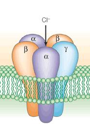 vesikler. 31 GABAreseptorer Located pre- and postsynaptic GABA a-receptor GABA-A= ionotrop. Vanligvis postsynaptisk.