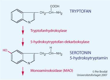 Syntese av serotonin (5-hydroksytryptamin, 5HT) Fra aminosyren tyrosin i n. raphe 43 Inaktivering av amin NT Enzymatisk Monoaminoksidase (MAO).