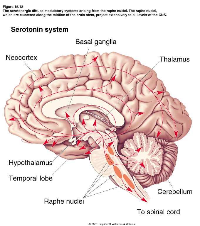 Serotonin 49