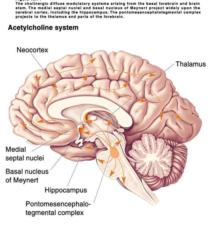 Acetylkolin 57 Acetylkolinreseptorer muskarin reseptoren (machr) er metabotrop. Mest utbredt reseptortype i hjernen.