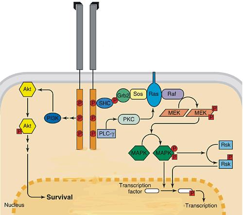 BDNF regulerer transkripsjon og proteinsyntese BDNF TrkB Trk receptor Translasjon nucleus Transkripsjon Gass-transmittere