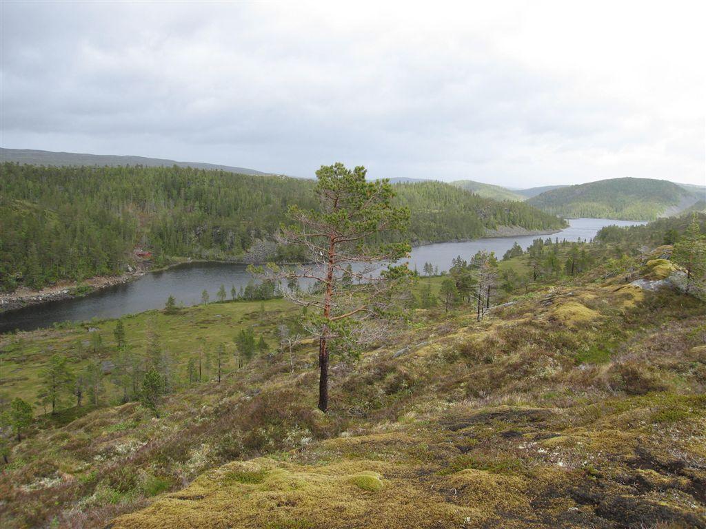 Bilder fra området Holvasskogen Glissen furuskog